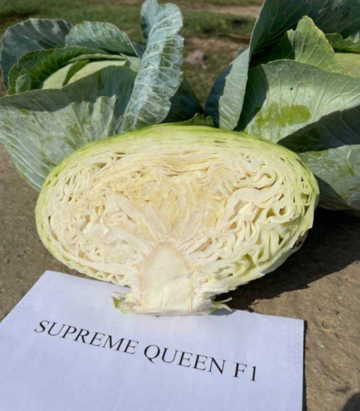 Varza Supreme Queen F1 1000 sem - Img 2