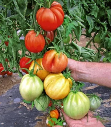 Tomate Liguria F1 250 sem - Img 2