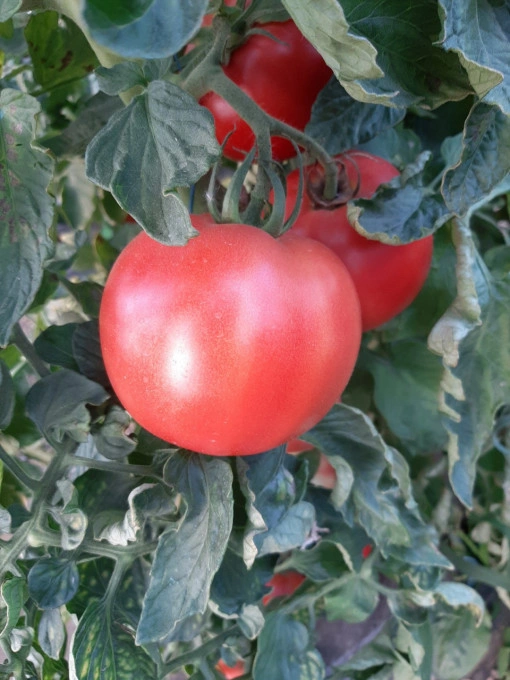 Tomate Manusa F1 100 sem - Img 2