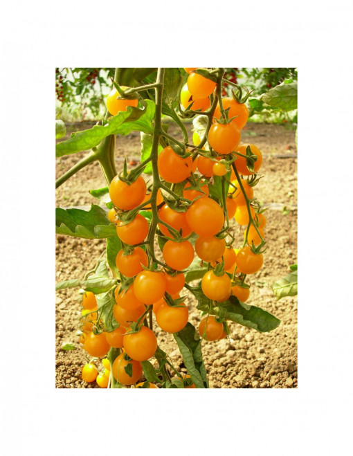 Tomate Summer Sun F1 100 sem