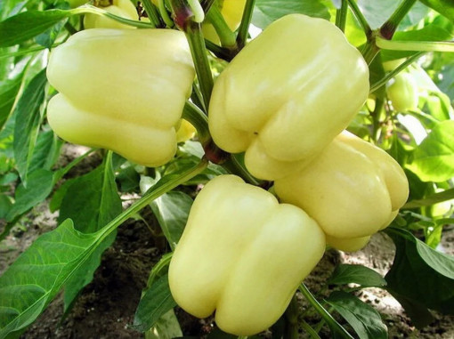 Ardei gras soroksari 50 g