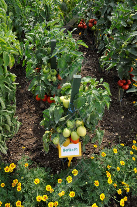 Tomate Berika F1 3 g - Img 2