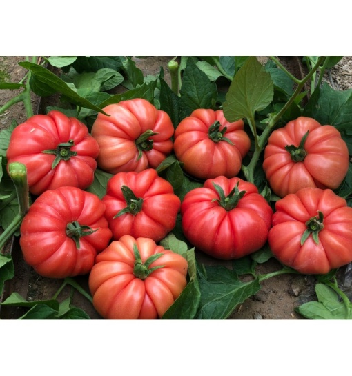 Tomate Cassarosa H 5 sem - Img 2