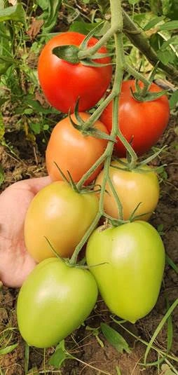Tomate Giacomo F1 100 sem - Img 2