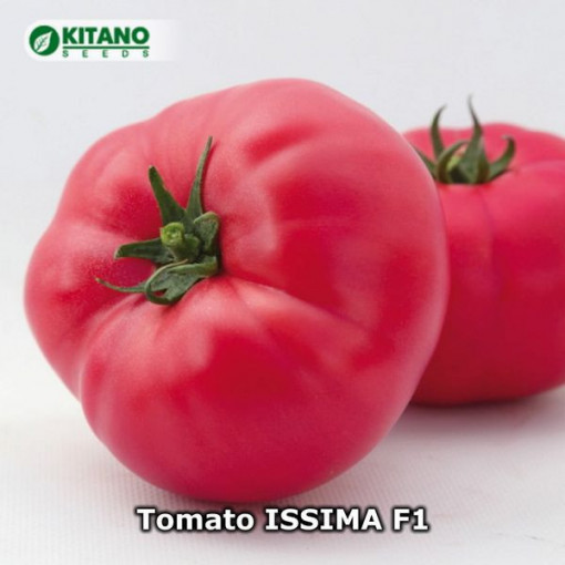 Tomate Issima F1 500 sem