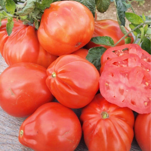 Tomate red pear plic 2 g - Img 2