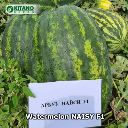 Pepene Naisy F1 50 sem - Img 2