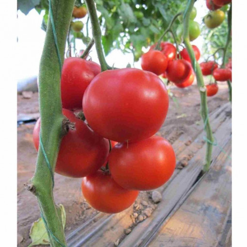 Tomate Diagrama F1 500 sem
