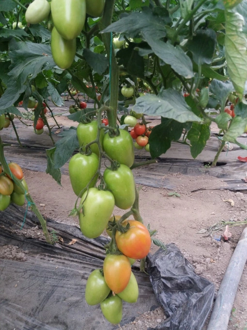 Tomate Kongo F1 250 sem - Img 2