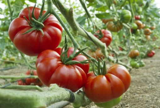 Tomate marmande 10 g - Img 2