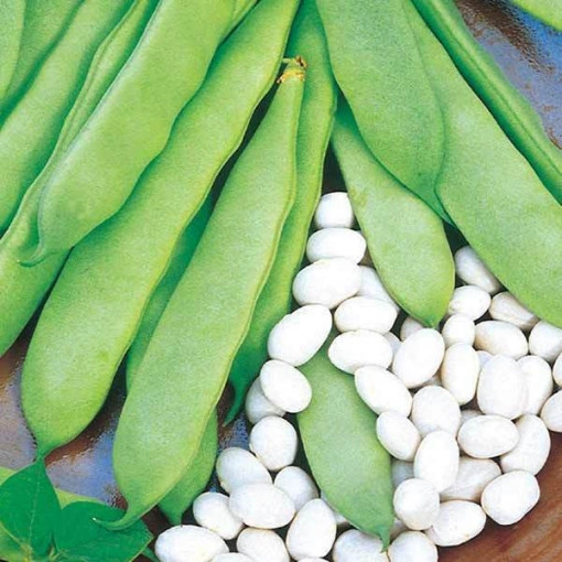 Fasole Coco nain blanc 1 kg - Img 2