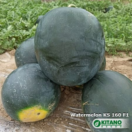 Pepene Kinbi F1 50 sem