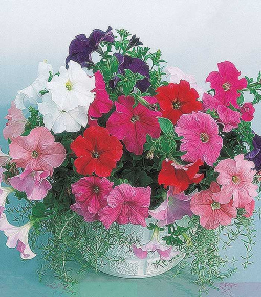Petunia Supercascade F1 250 sem