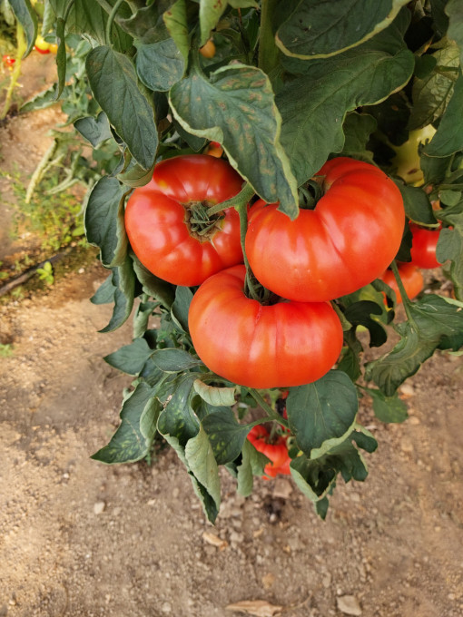 Tomate Buffalosteak F1 250 sem - Img 2