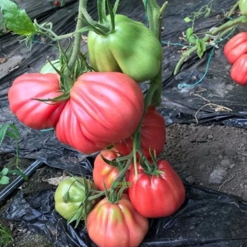 Tomate Mamipink F1 10 sem