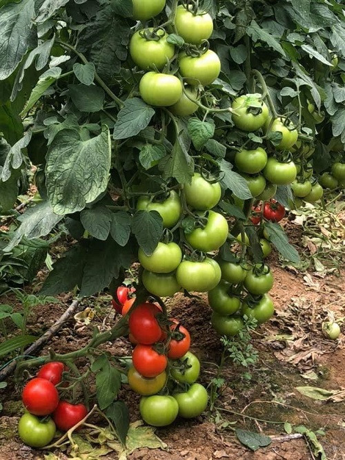 Tomate Ozkan F1 500 sem