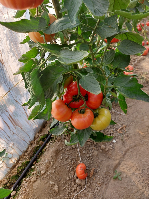 Tomate Buffalosteak F1 250 sem - Img 3