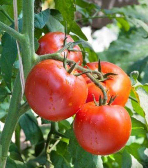Tomate Florina 44 100 gr