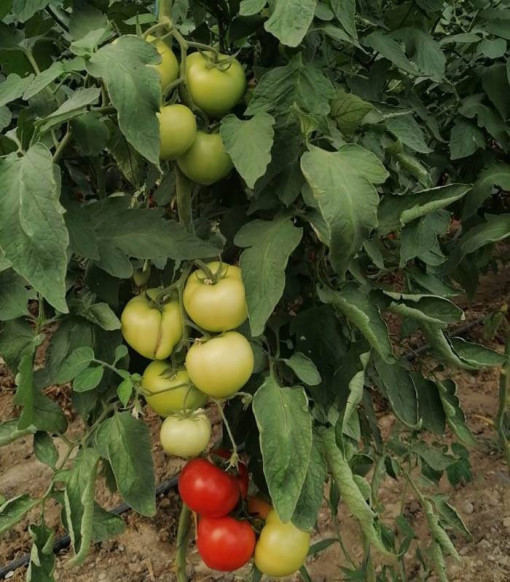Tomate Havanna F1 100 sem