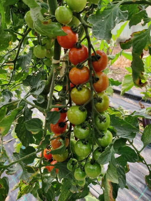 Tomate Itiro F1 100 sem - Img 2