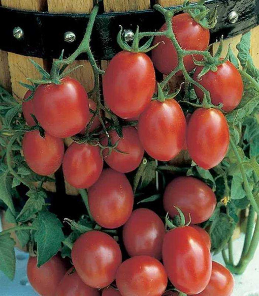 Tomate Crovarese 5 g