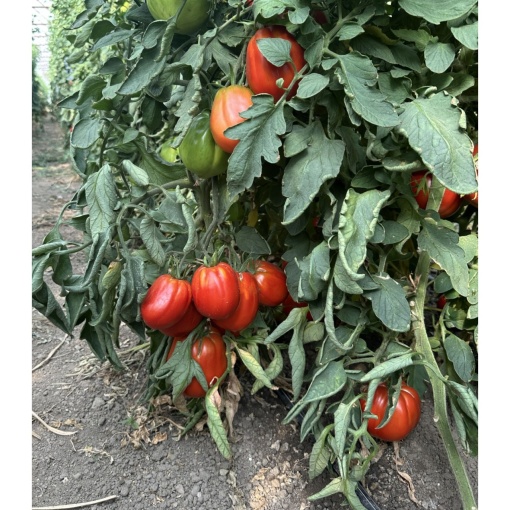 Tomate Silvano F1 1000 sem - Img 2