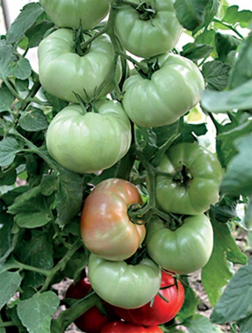 Tomate Stara mechta F1 250 sem - Img 2
