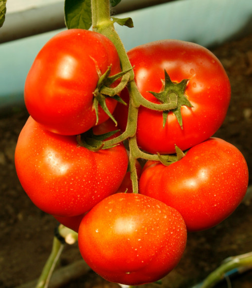 Tomate Umagna F1 1.000 sem