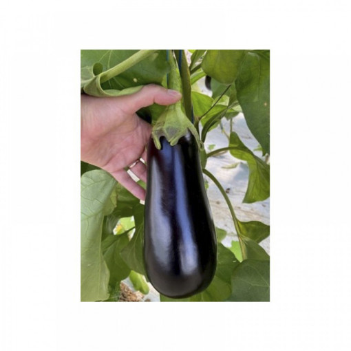 Vinete Blackrock F1 1000 sem