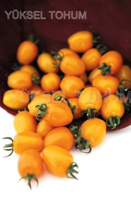 Tomate Chick F1 100 sem