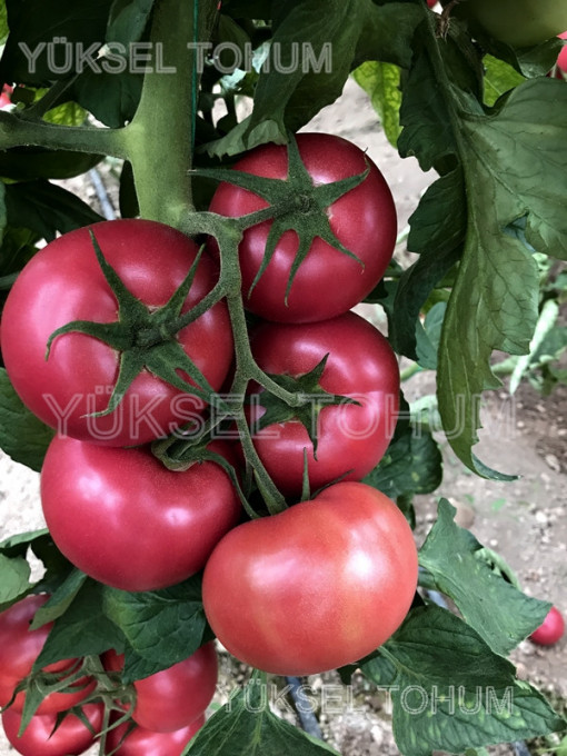 Tomate Gusto Pink F1 500 sem