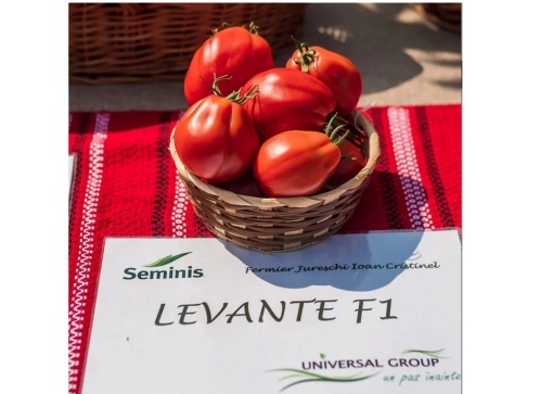 Tomate Levante F1 100 sem