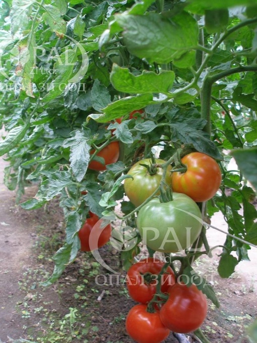 Tomate Naslada F1 10 gr - Img 2