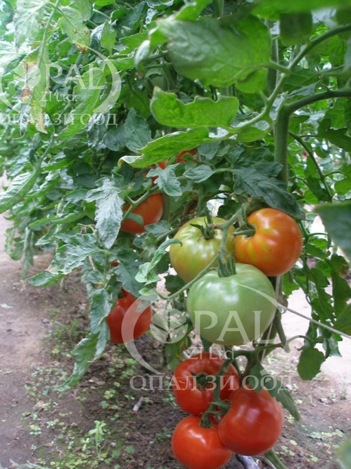 Tomate Naslada F1 10 gr - Img 2
