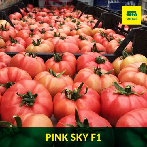 Tomate pink sky F1 100 sem