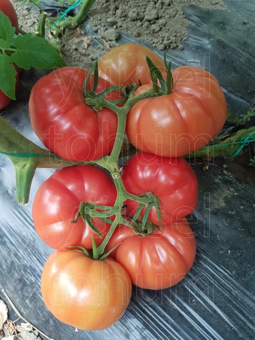 Tomate Leroxy F1 500 sem - Img 2