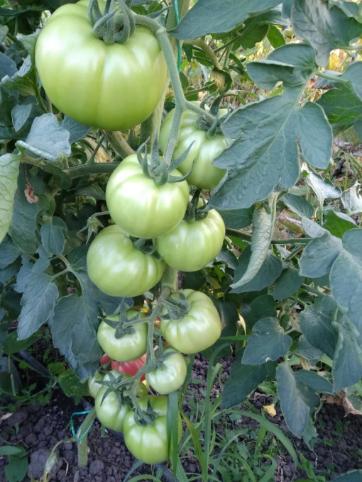 Tomate Pink Lord F1 100 sem - Img 2