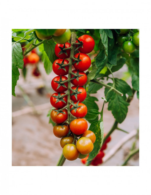 Tomate Shiren F1 100 sem