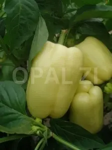Ardei Bial kalinkov 50 g