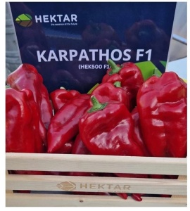 Ardei Karpathos F1 50 sem