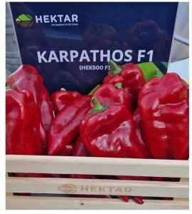 Ardei Karpathos F1 50 sem