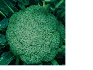 Broccoli Agapia F1 50 sem