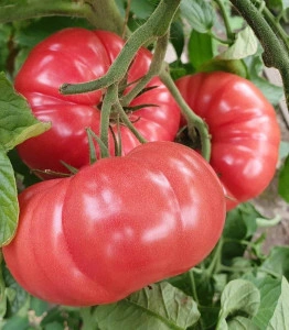 Tomate Buffalo pink F1 250 sem