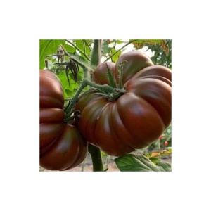 Tomate Cappucino F1 100 sem