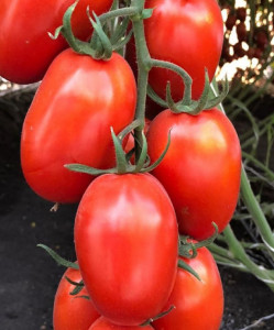 Tomate Dyno F1 1000 sem