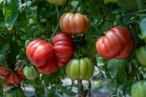 Tomate HB 101153 F1 250 sem