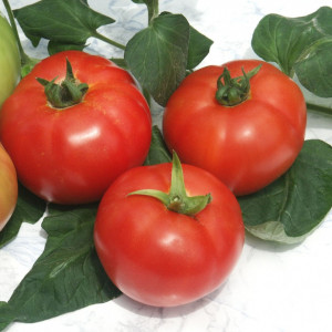 Tomate Kalina F1 250 sem