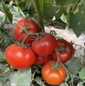 Tomate Lisa F1 100 sem