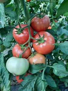 Tomate Manusa F1 100 sem