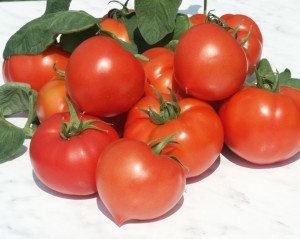 Tomate Prekos F1 1000 sem